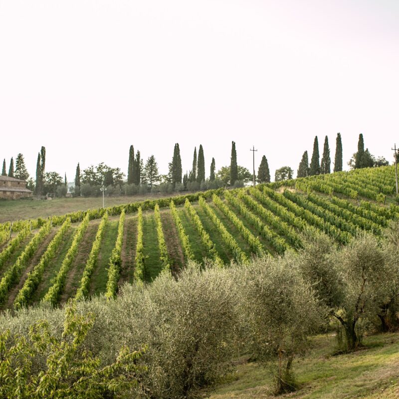 Vineyards view from a  wedding villa in Siena