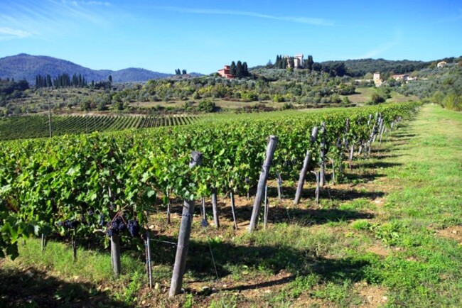 Vineyards surrounding the villa in Chianti